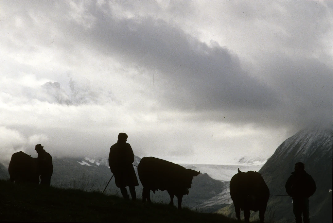 Cow-Culture_Vallee-du-Bagne-VS-Switzerland10