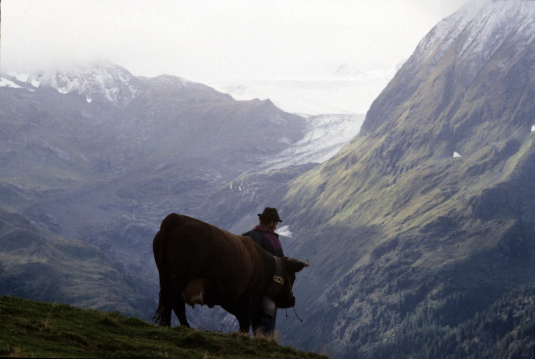 Cow-Culture_Vallee-du-Bagne-VS-Switzerland11