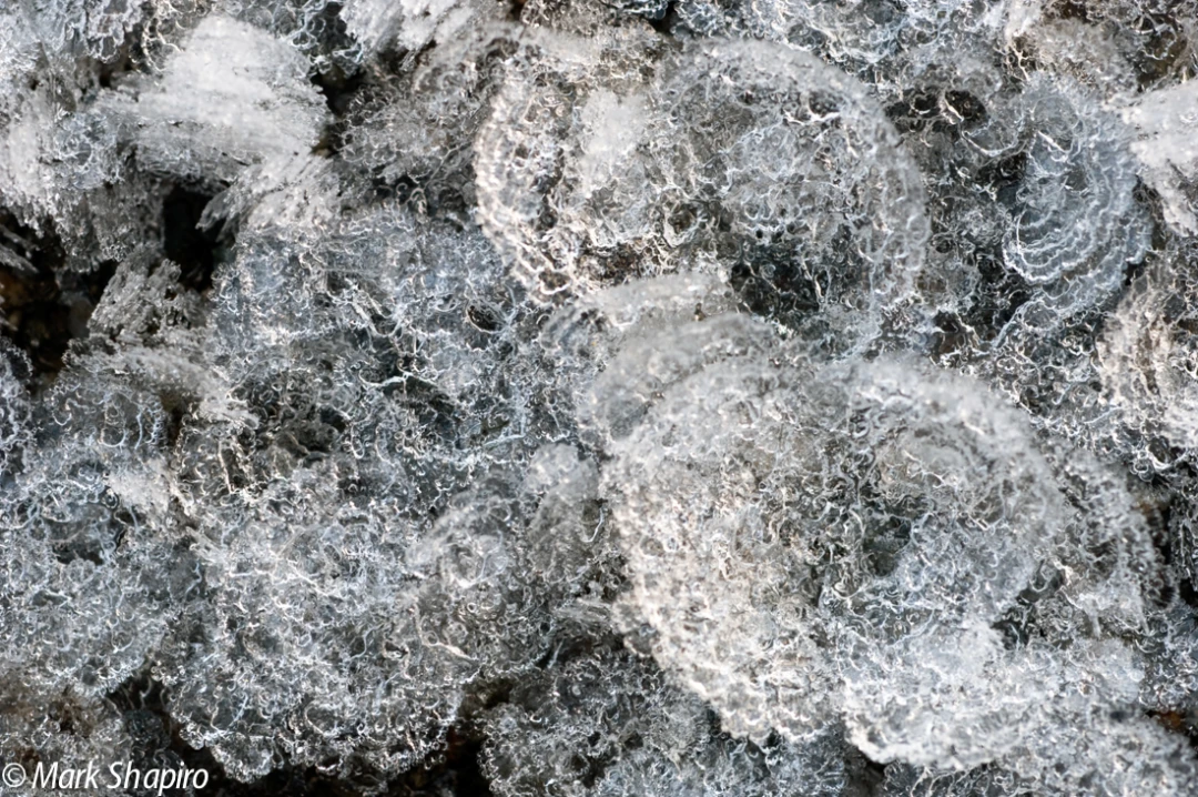 Elements-Ground Frost-106