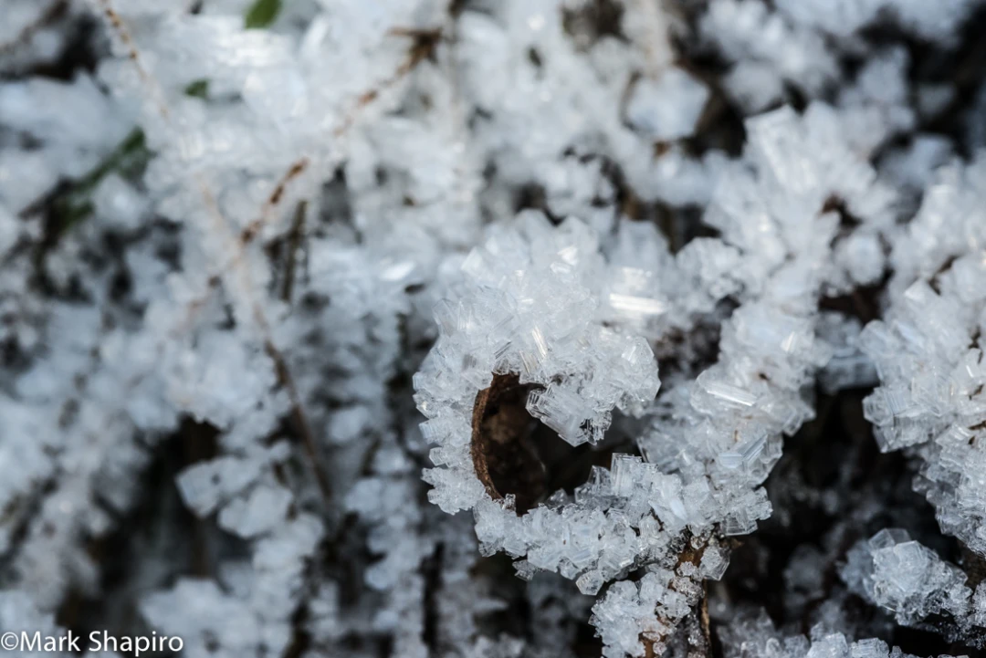 Elements-Ground Frost-285