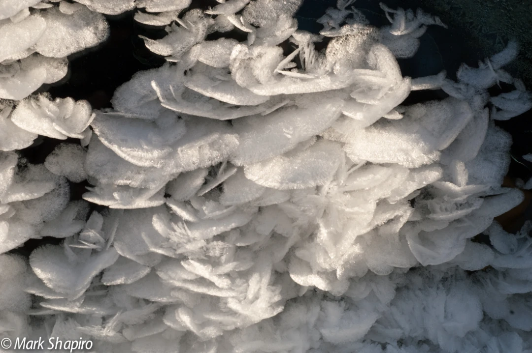 Elements-Ground Frost-29