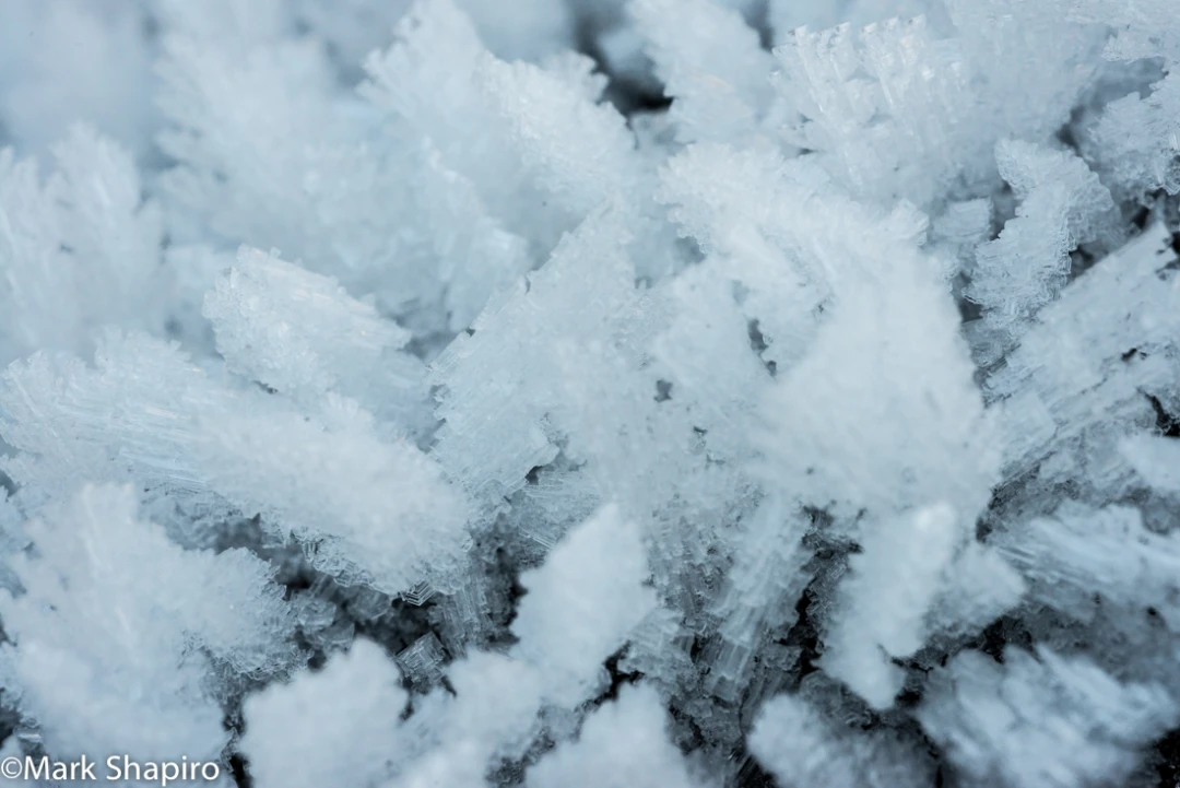 Elements-Ground Frost-306