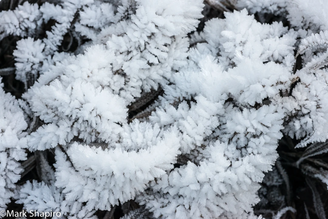 Elements-Ground Frost-321