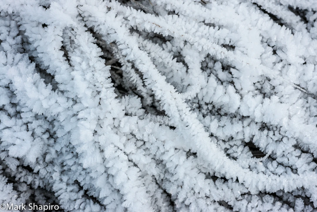 Elements-Ground Frost-322