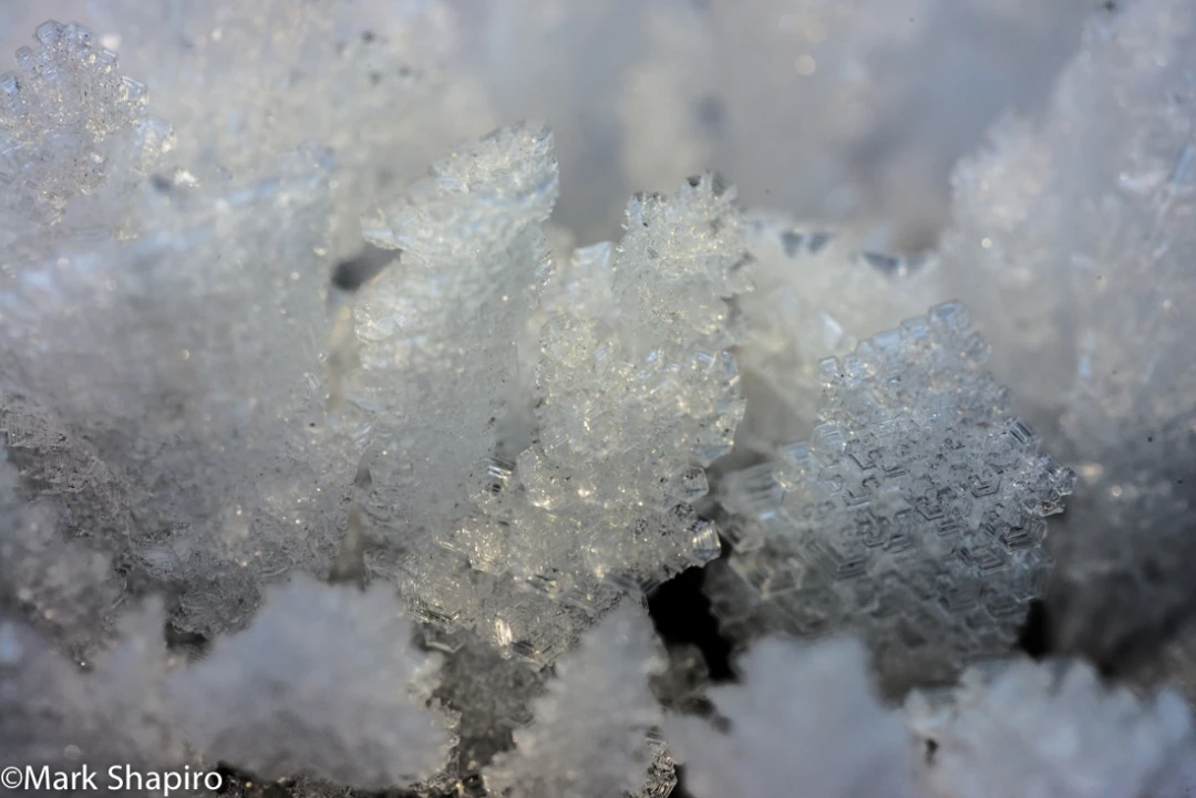 Elements-Ground Frost-358