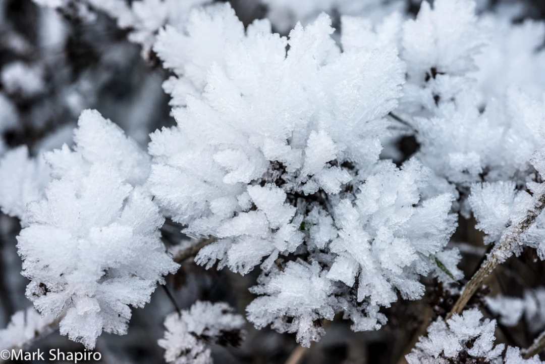 Elements-Ground Frost-375