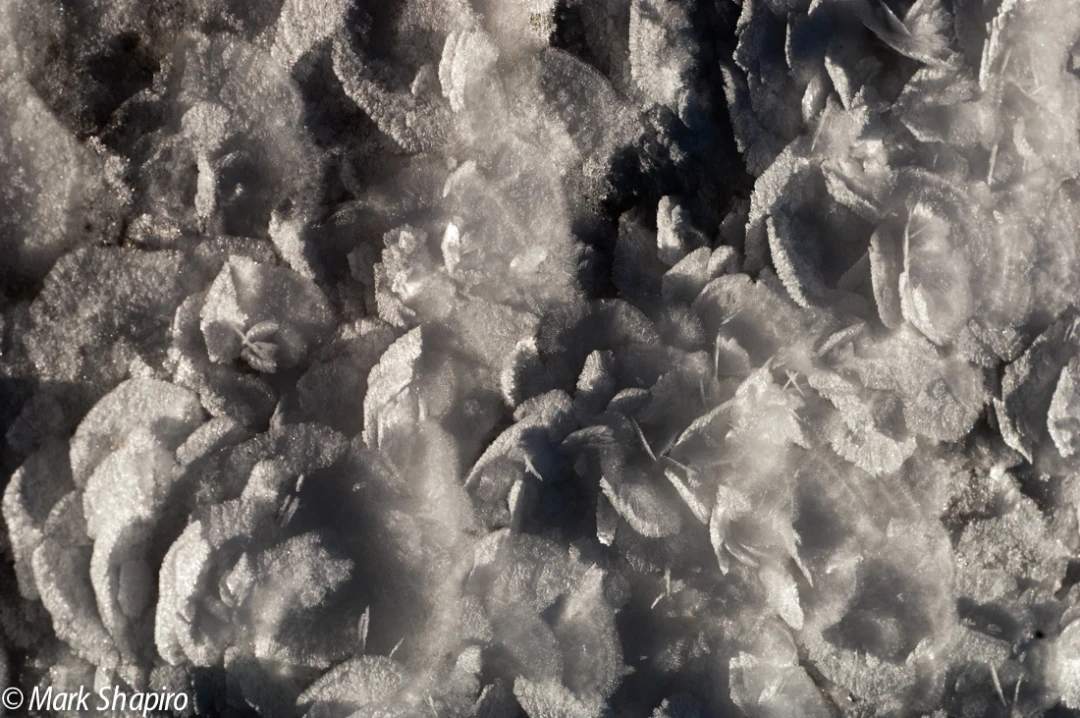 Elements-Ground Frost-47