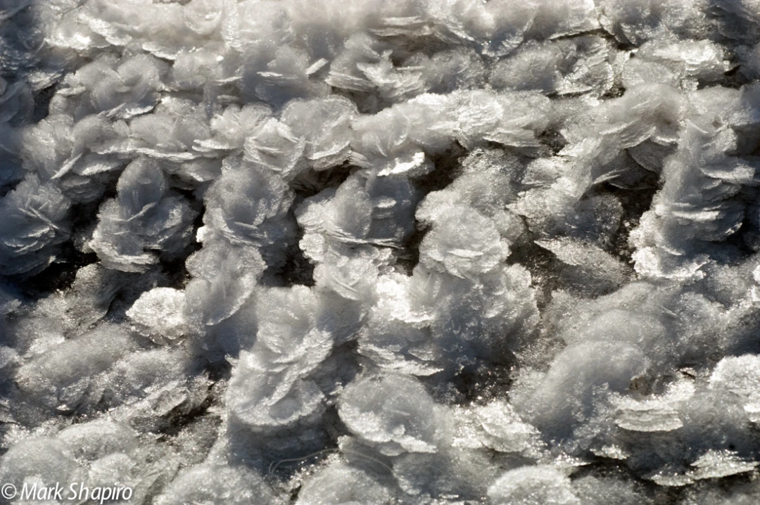 Elements-Ground Frost-58