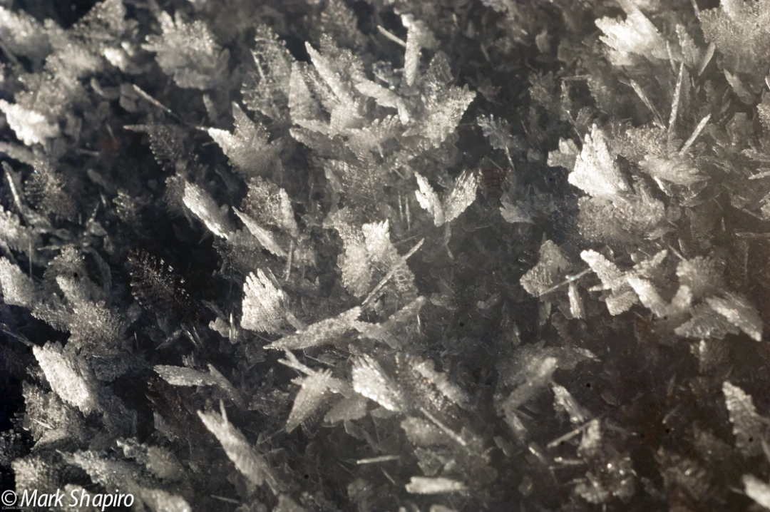 Elements-Ground Frost-87