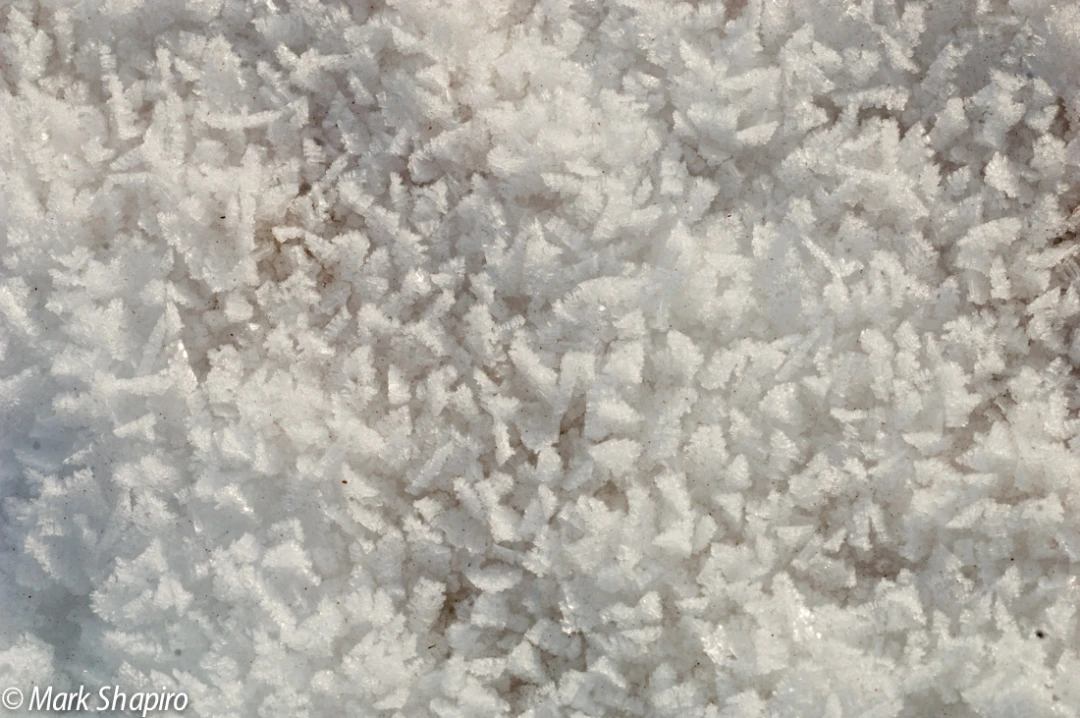 Elements-Ground Frost-9