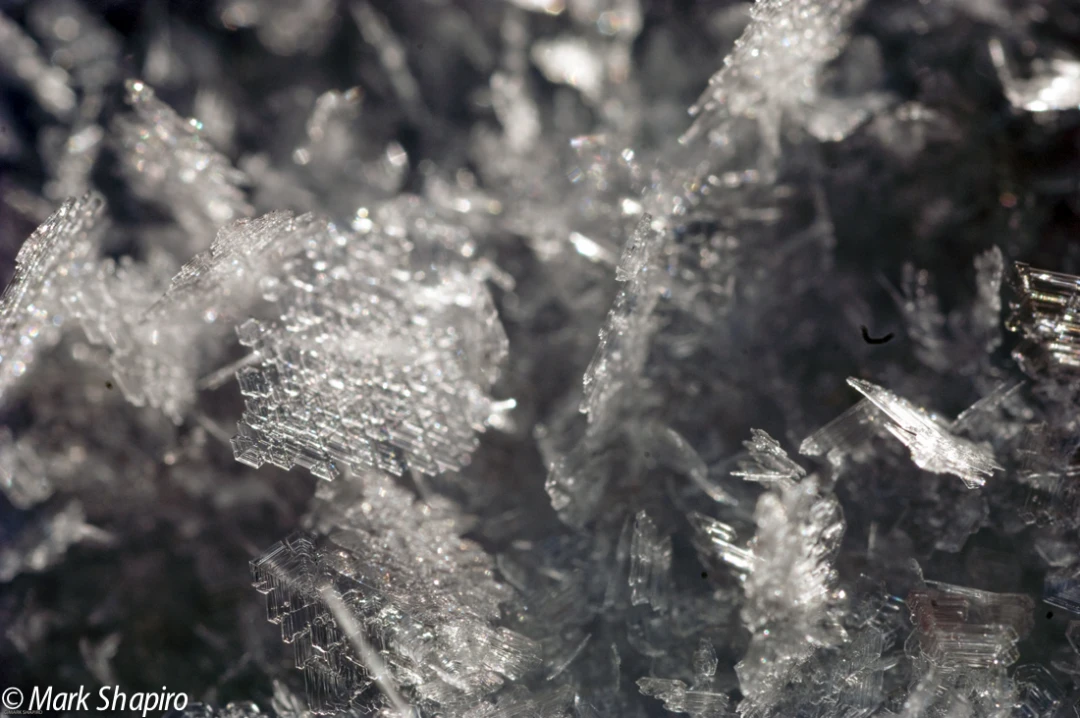 Elements-Ground Frost-92