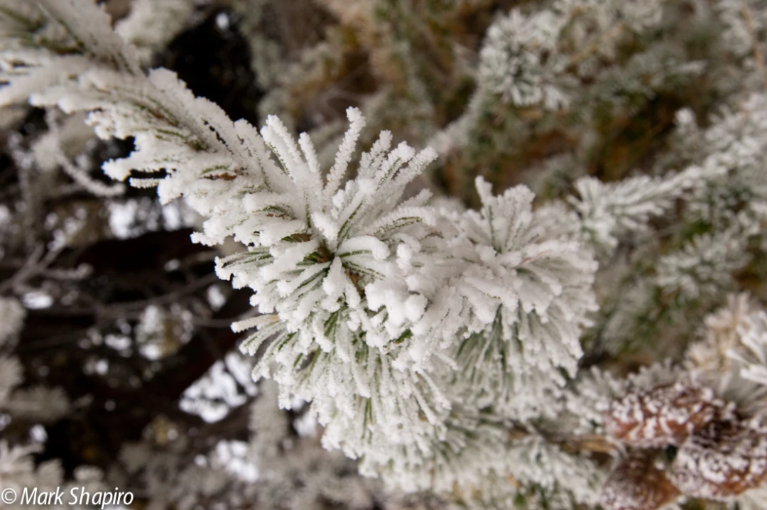 Elements-Trees-114