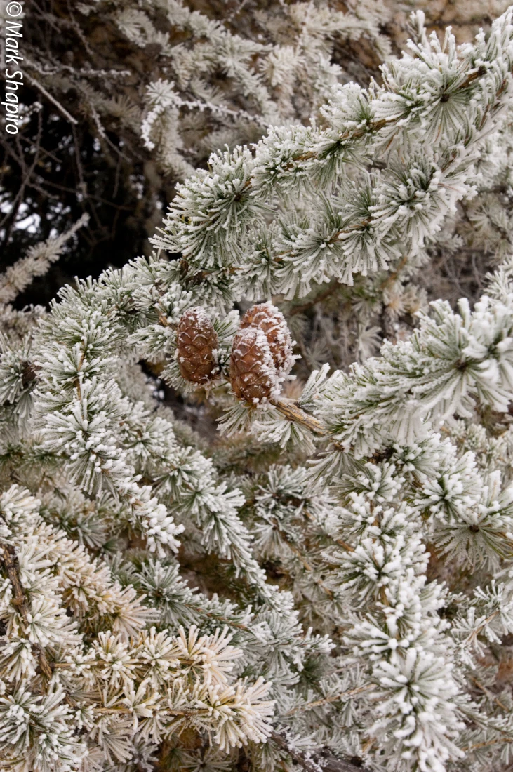 Elements-Trees-115