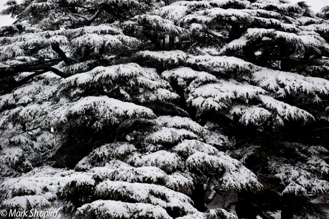 Elements-Trees-146