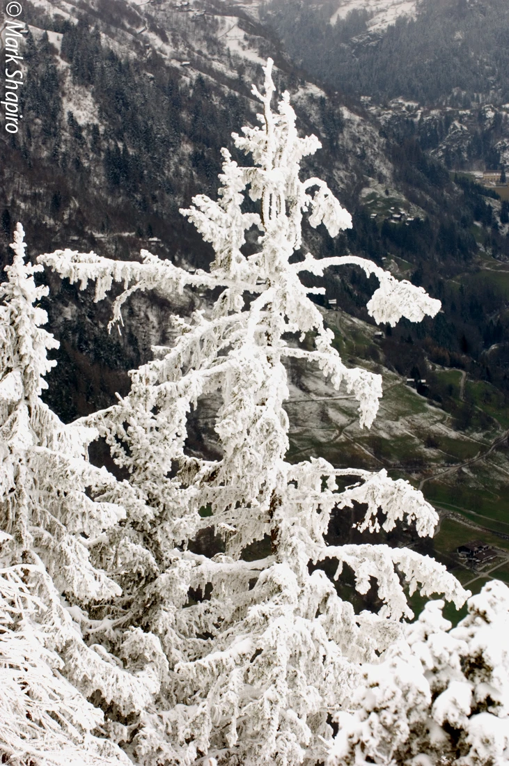 Elements-Trees-20