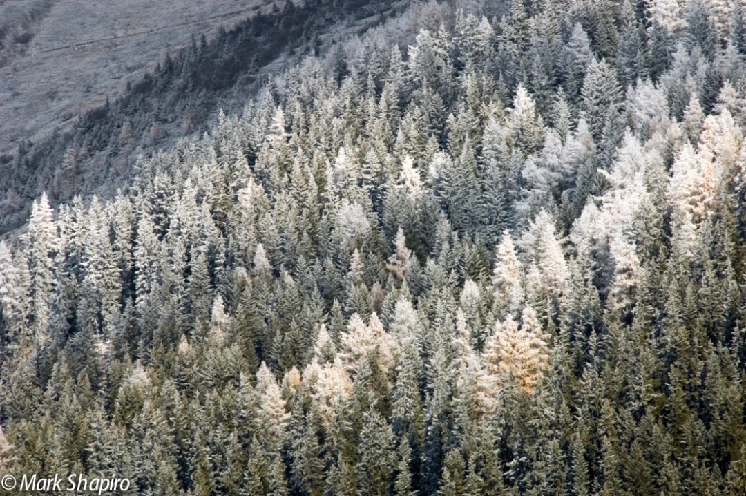 Elements-Trees-3