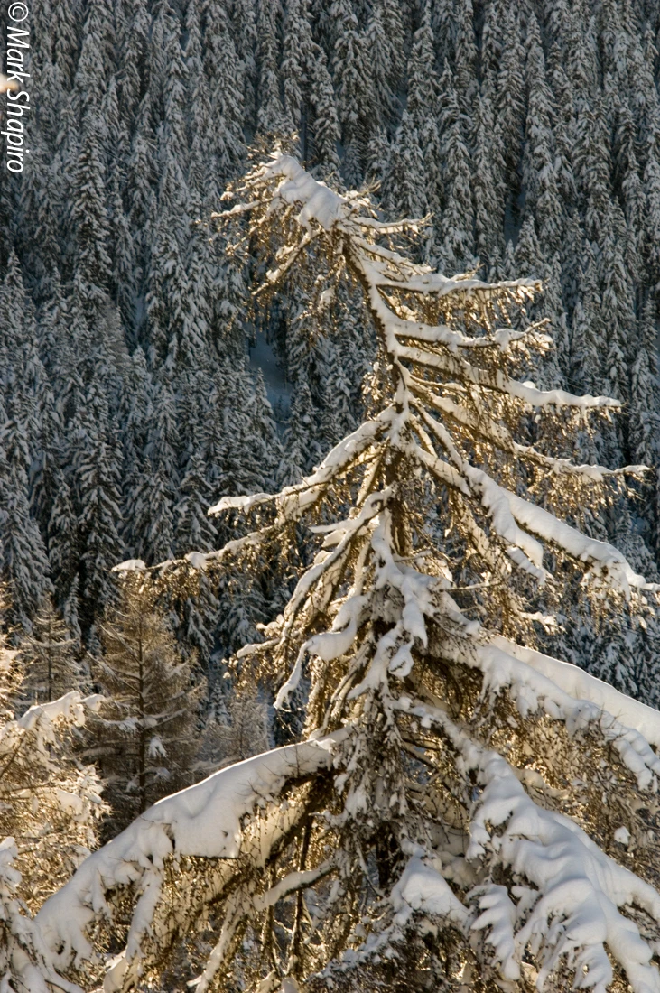 Elements-Trees-42