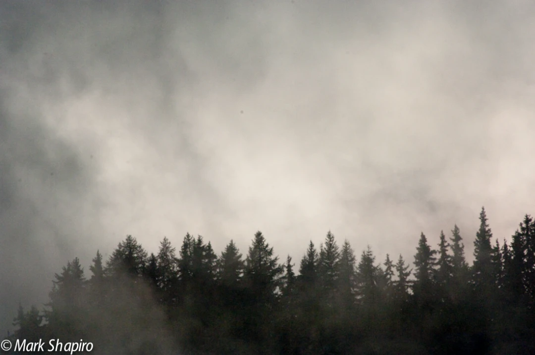 Elements-Trees-49