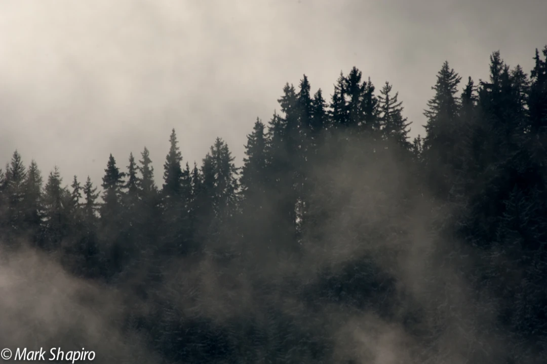 Elements-Trees-50