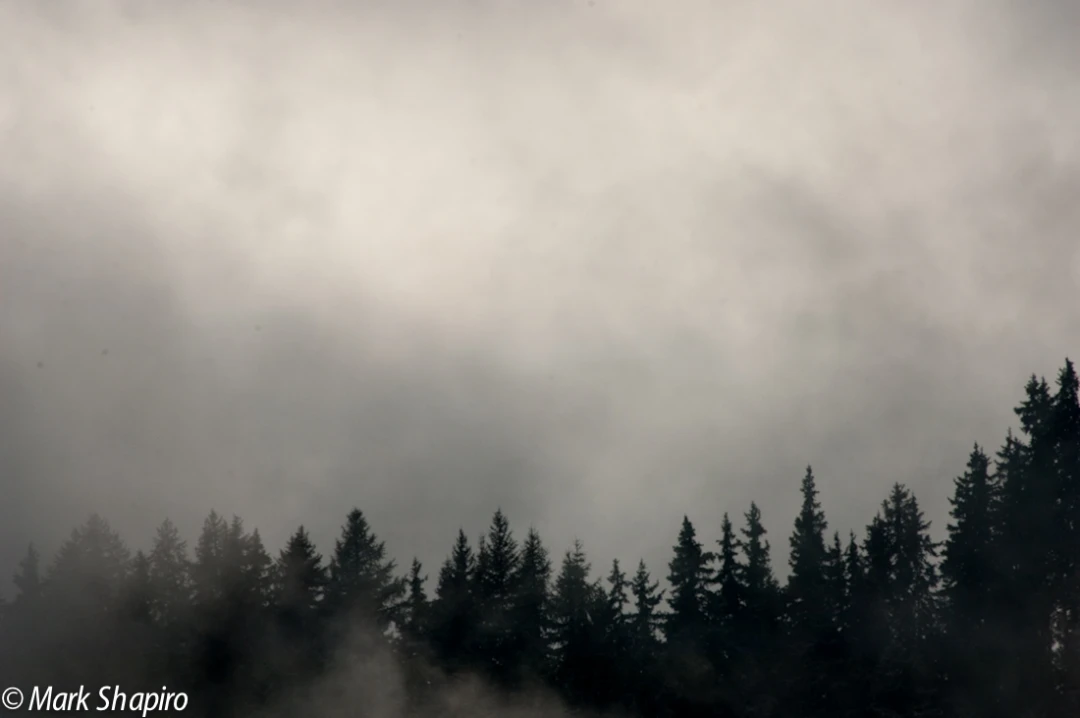 Elements-Trees-51